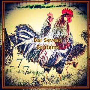 9 Light Brown Leghorn Eggs